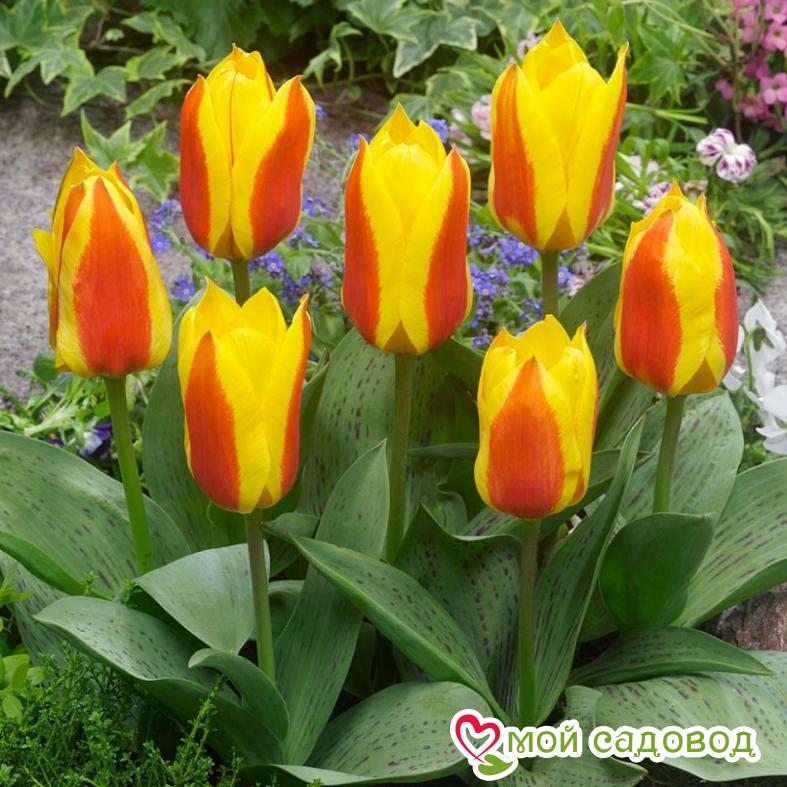 Тюльпан Грейга Бон Бини