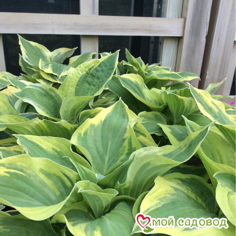 Хоста Вайд Брим