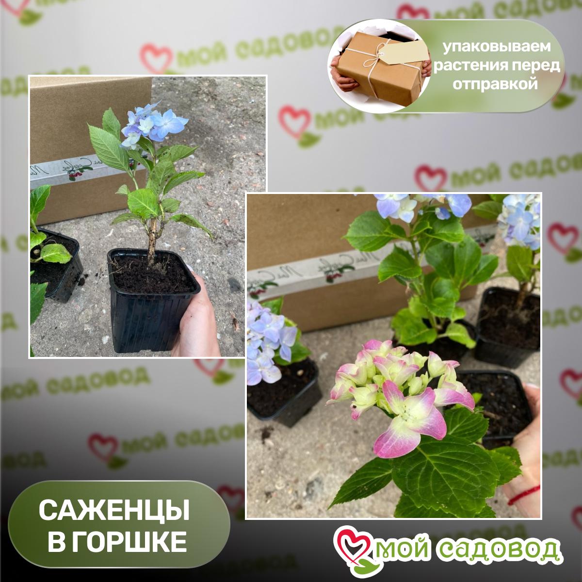 Гортензия крупнолистовая Принцесса Диана ЗКС