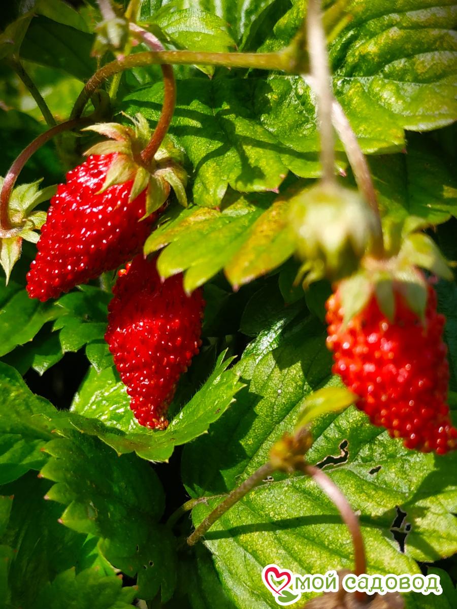 Земляника ремонтантная Али-Баба