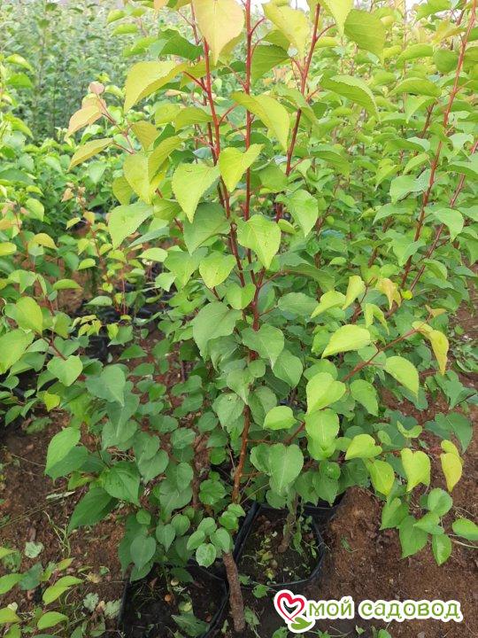 Абрикос плетистый Летний Ветер